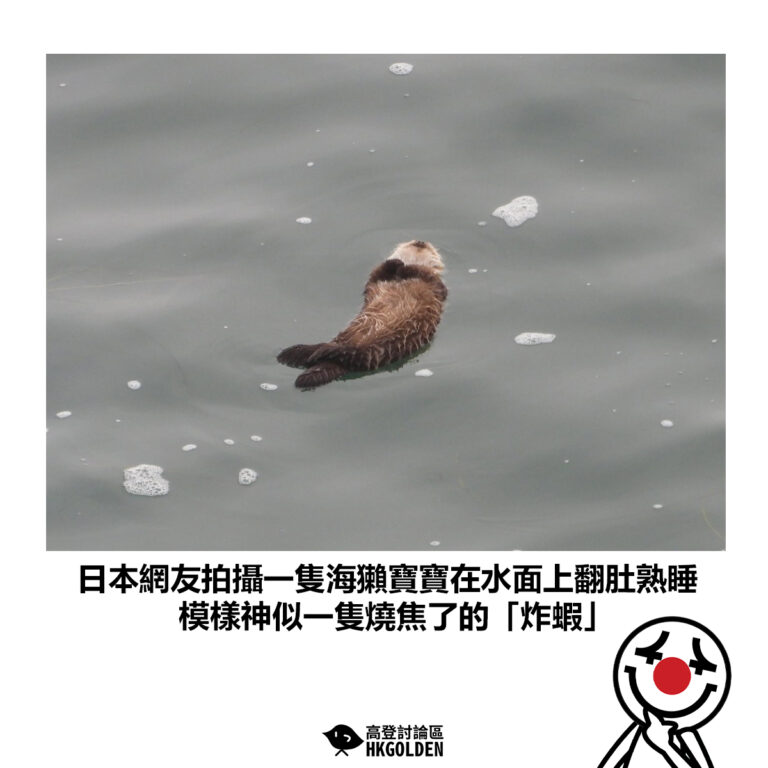 【日本網友拍攝一隻海獺寶寶在水面上翻肚熟睡 模樣神似一隻燒焦了的「炸蝦」】