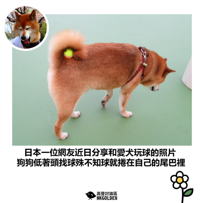 gsdgsadg