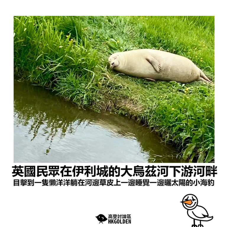 【英國民眾在伊利城的大烏茲河下游河畔 目擊到一隻懶洋洋躺在河邊草皮上一邊睡覺一邊曬太陽的小海豹】