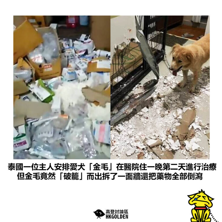 【泰國一位主人安排愛犬「金毛」在醫院住一晚第二天進行治療 但金毛竟然「破籠」而出拆了一面牆還把藥物全部倒瀉】