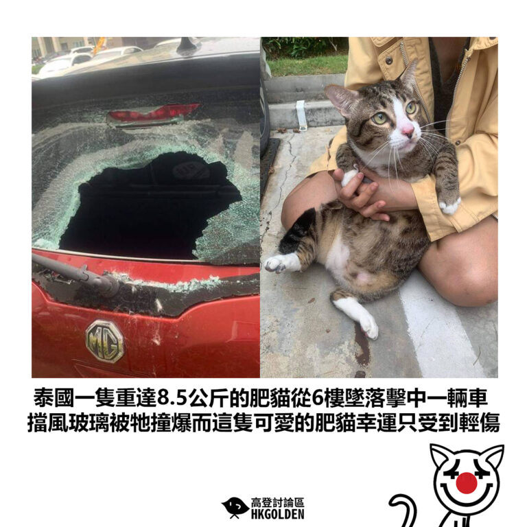 【泰國一隻重達8.5公斤的肥貓從6樓墜落擊中一輛車 擋風玻璃被牠撞爆而這隻可愛的肥貓幸運只受到輕傷】