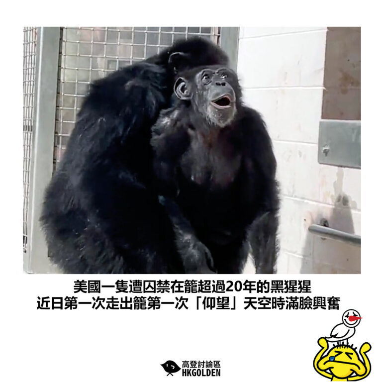 【美國一隻遭囚禁在籠超過20年的黑猩猩 近日第一次走出籠第一次「仰望」天空時滿臉興奮】