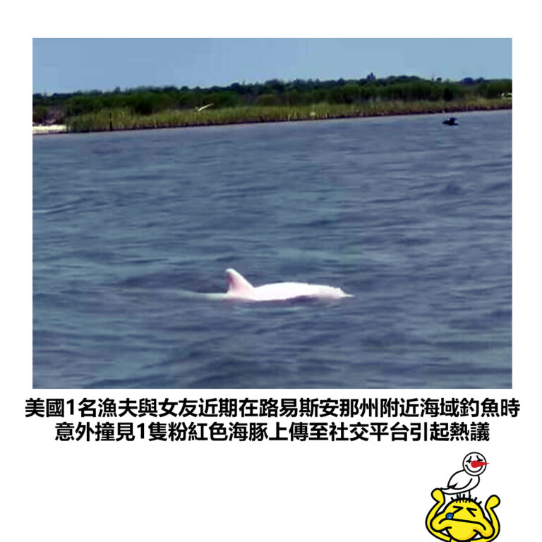 【美國1名漁夫與女友近期在路易斯安那州附近海域釣魚時 意外撞見1隻粉紅色海豚上傳至社交平台引起熱議】