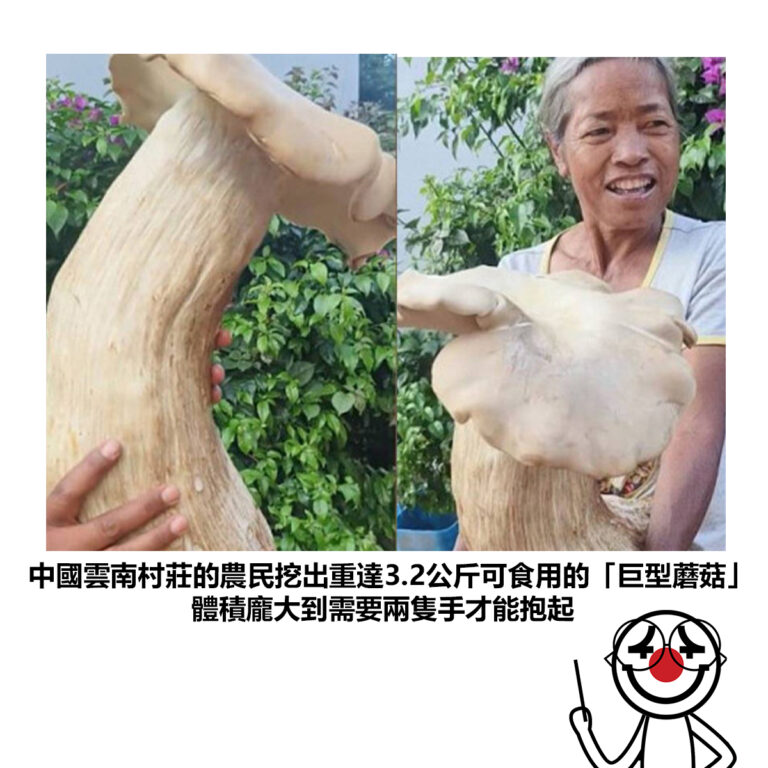 【中國雲南村莊的農民挖出重達3.2公斤可食用的「巨型蘑菇」 體積龐大到需要兩隻手才能抱起】