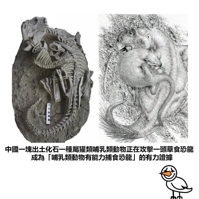 【中國一塊出土化石一種屬獾類哺乳類動物正在攻擊一頭草食恐龍 成為「哺乳類動物有能力捕食恐龍」的有力證據】