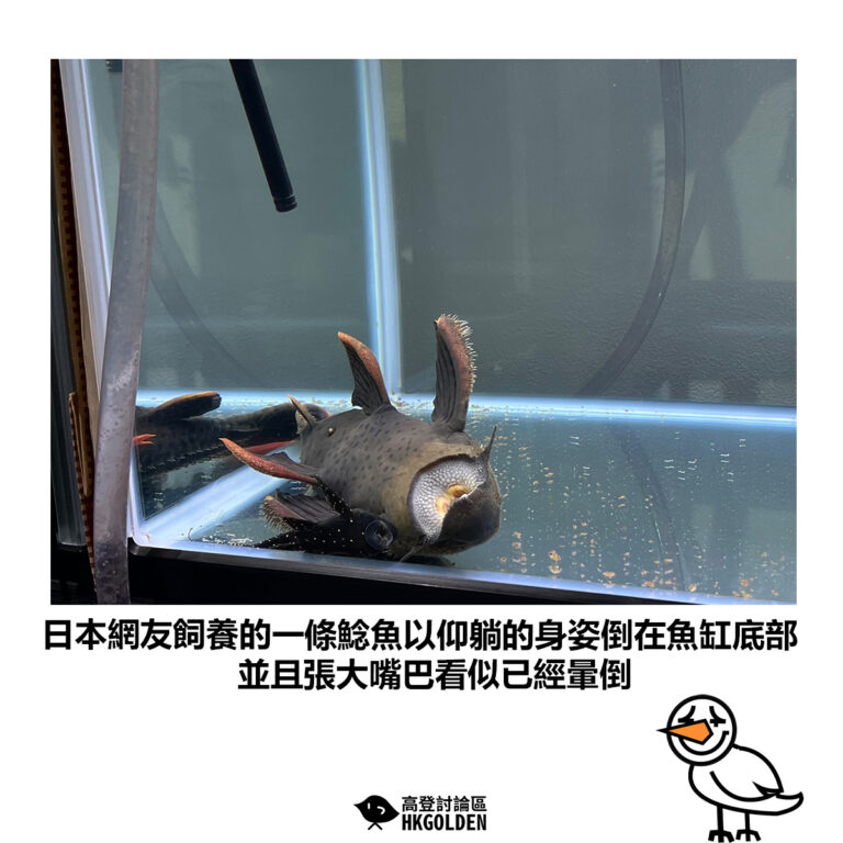【日本網友飼養的一條鯰魚以仰躺的身姿倒在魚缸底部 並且張大嘴巴看似已經暈倒】