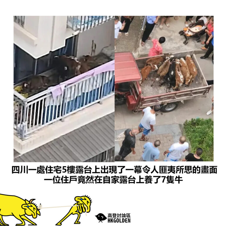 【四川一處住宅5樓露台上出現了一幕令人匪夷所思的畫面 一位住戶竟然在自家露台上養了7隻牛】