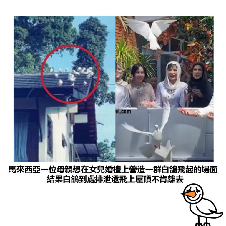 【馬來西亞一位母親想在女兒婚禮上營造一群白鴿飛起的場面 結果白鴿到處排泄還飛上屋頂不肯離去 】