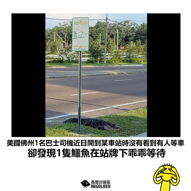 【美國佛州1名巴士司機近日開到某車站時沒有看到有人等車 卻發現1隻鱷魚在站牌下乖乖等待】