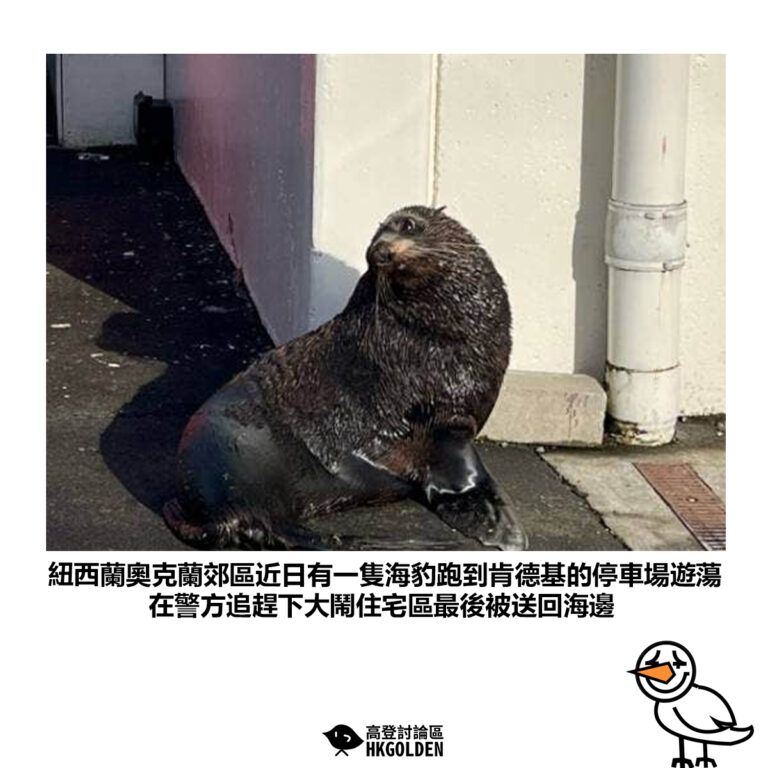 【紐西蘭奧克蘭郊區近日有一隻海豹跑到肯德基的停車場遊蕩 在警方追趕下大鬧住宅區最後被送回海邊】
