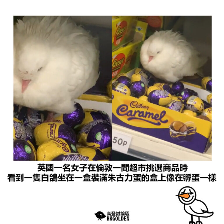 【英國一名女子在倫敦一間超市挑選商品時 看到一隻白鴿坐在一盒裝滿朱古力蛋的盒上像在孵蛋一樣】