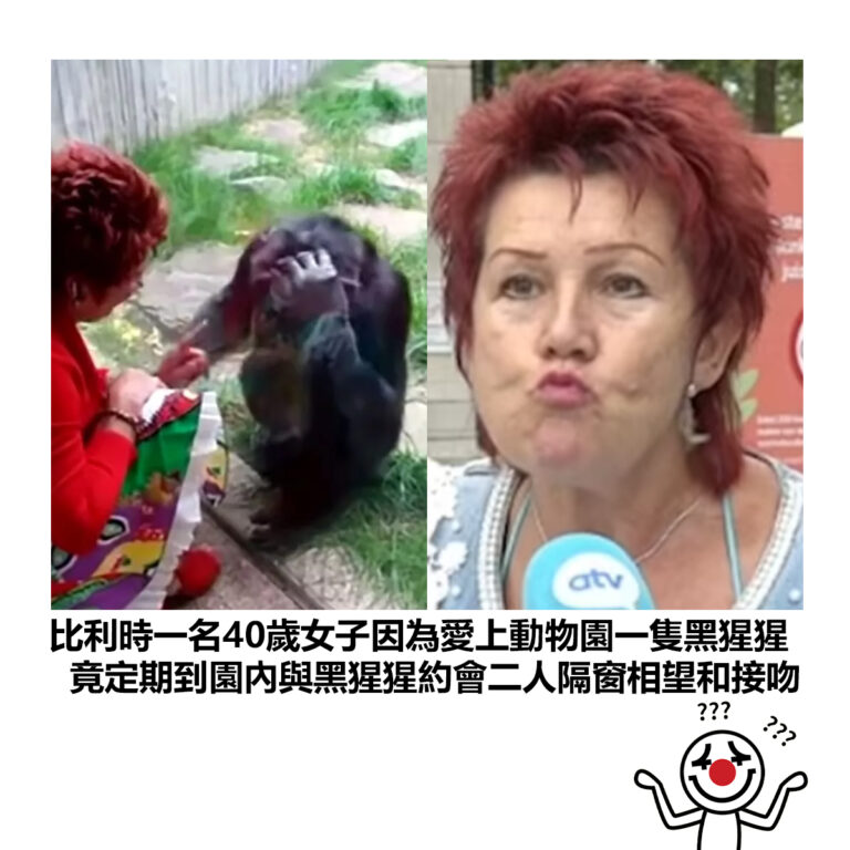 【比利時一名40歲女子因為愛上動物園一隻黑猩猩 竟定期到園內與黑猩猩約會二人隔窗相望和接吻】