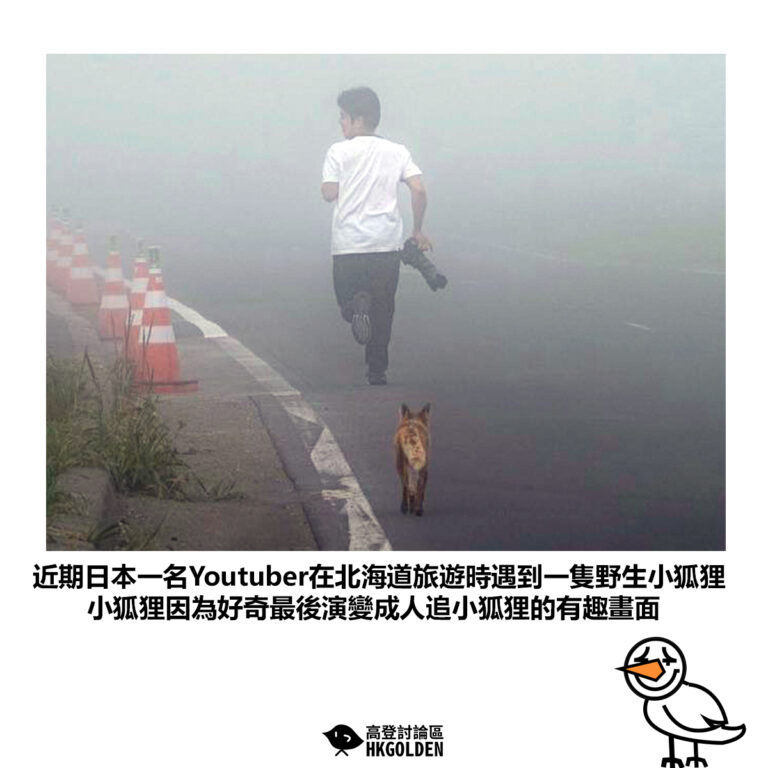 【近期日本一名Youtuber在北海道旅遊時遇到一隻野生小狐狸 小狐狸因為好奇最後演變成人追小狐狸的有趣畫面】