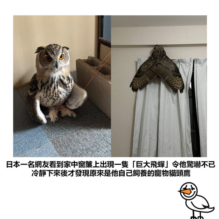 【日本一名網友看到家中窗簾上出現一隻「巨大飛蟬」令他驚嚇不已 冷靜下來後才發現原來是他自己飼養的寵物貓頭鷹】