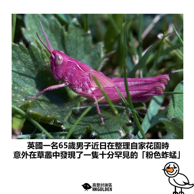 【英國一名65歲男子近日在整理自家花園時 意外在草叢中發現了一隻十分罕見的「粉色蚱蜢」】