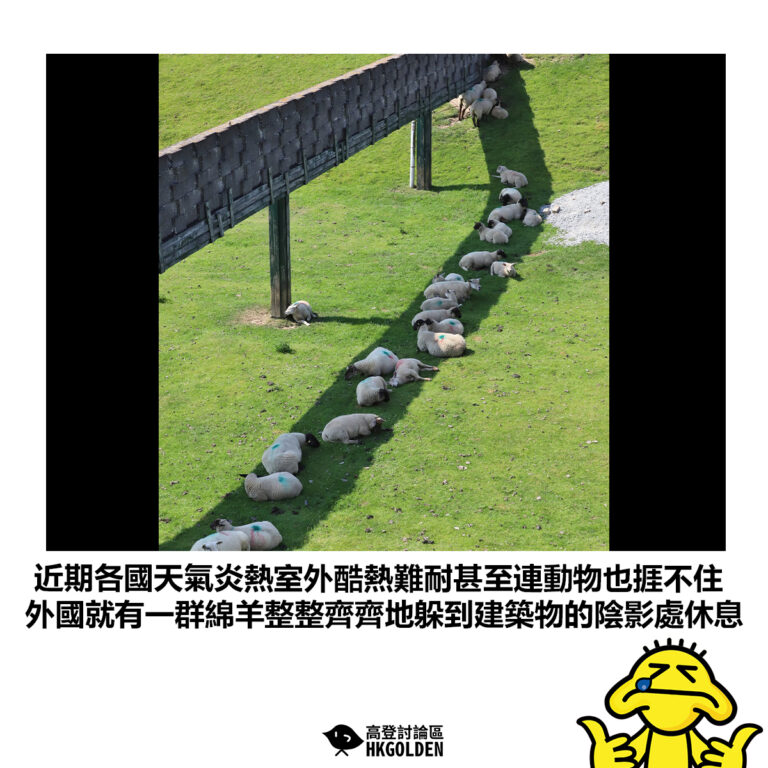 【近期各國天氣炎熱室外酷熱難耐甚至連動物也捱不住 外國就有一群綿羊整整齊齊地躲到建築物的陰影處休息】