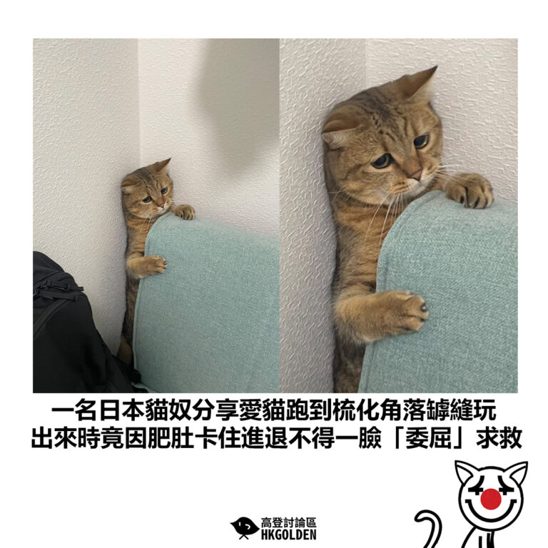 【一名日本貓奴分享愛貓跑到梳化角罅縫玩 出來時竟因肥肚卡住進退不得一臉「委屈」求救】