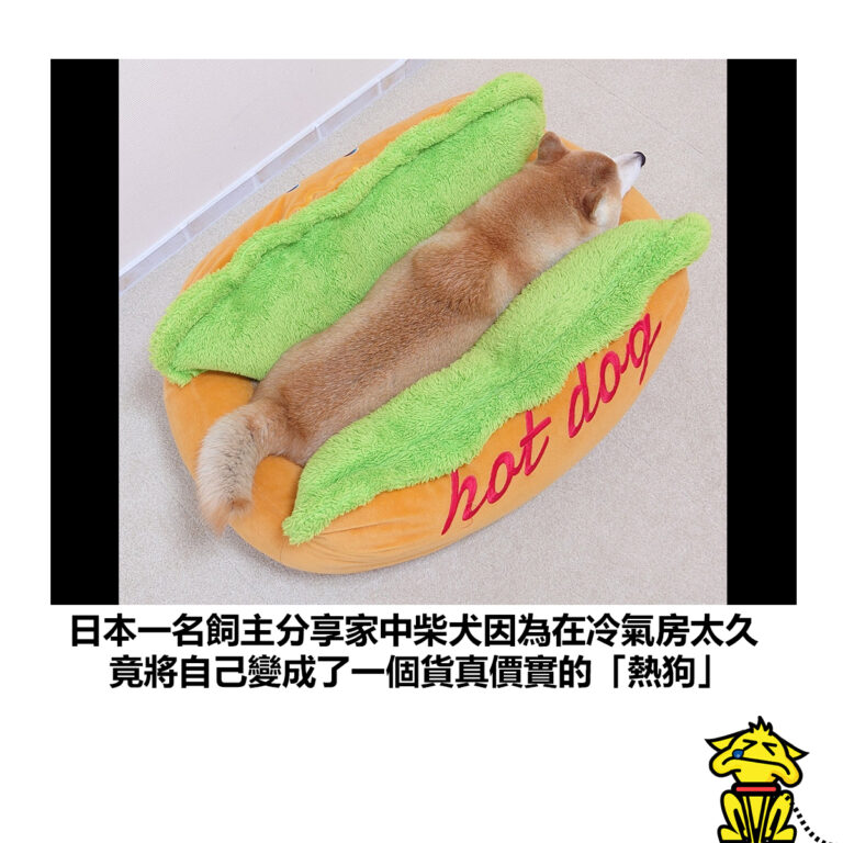 【日本一名飼主分享家中柴犬因為在冷氣房太久 竟將自己變成了一個貨真價實的「熱狗」】
