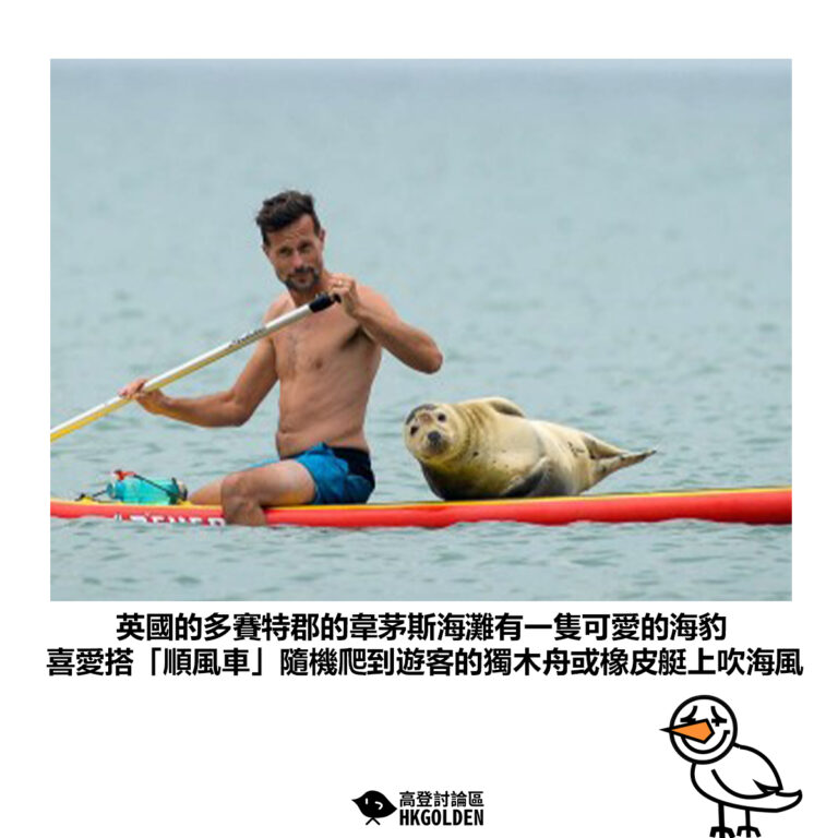 【英國的多賽特郡的韋茅斯海灘有一隻可愛的海豹 喜愛搭「順風車」隨機爬到遊客的獨木舟或橡皮艇上吹海風】