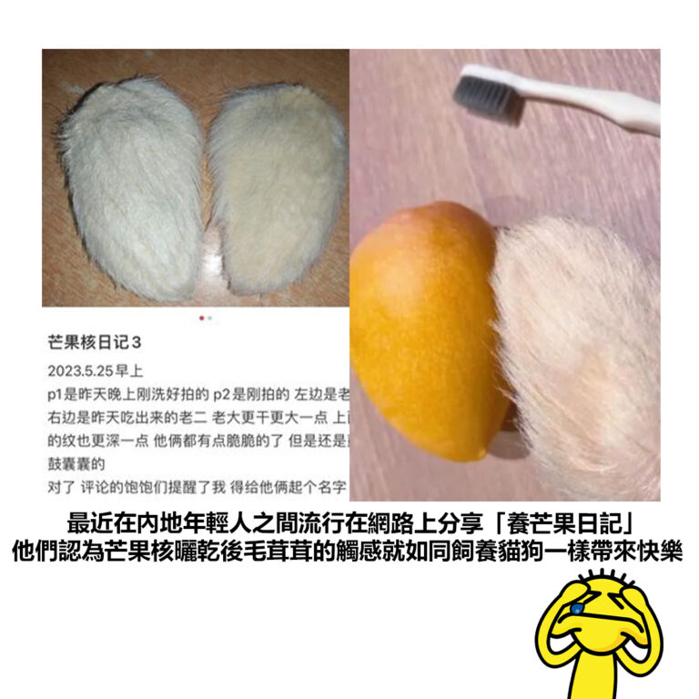 【最近在內地年輕人之間流行在網路上分享「養芒果日記」他們認為芒果核曬乾後毛茸茸的觸感就如同飼養貓狗一樣帶來快樂】