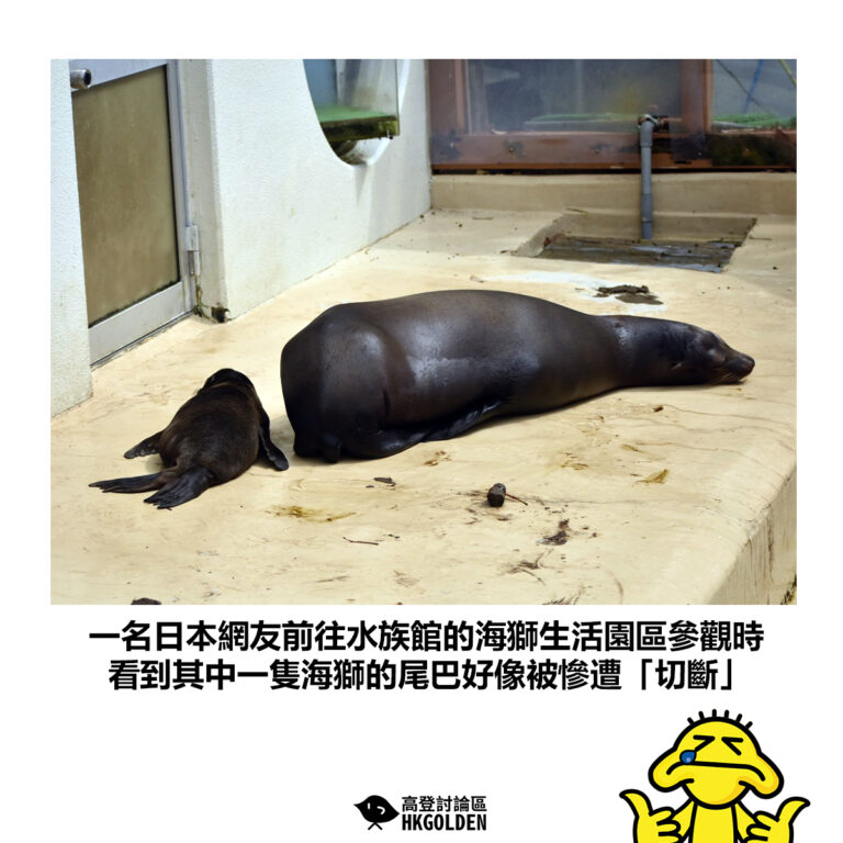 【一名日本網友前往水族館的海獅生活園區參觀時 看到其中一隻海獅的尾巴好像被慘遭「切斷」】