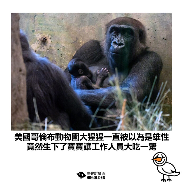 【美國哥倫布動物園大猩猩一直被以為是雄性 竟然生下了寶寶讓工作人員大吃一驚】