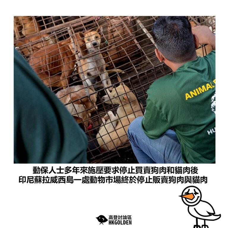 【動保人士多年來施壓要求停止買賣狗肉和貓肉後 印尼蘇拉威西島一處動物市場終於停止販賣狗肉與貓肉】
