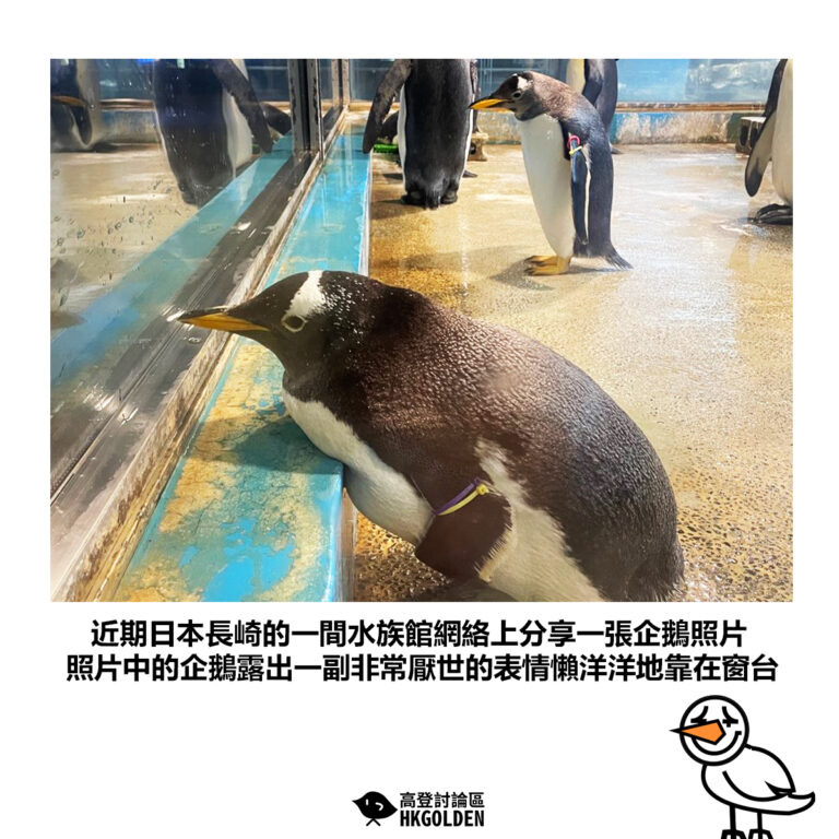 【近期日本長崎的一間水族館網絡上分享一張企鵝照片 照片中的企鵝露出一副非常厭世的表情懶洋洋地靠在窗台】