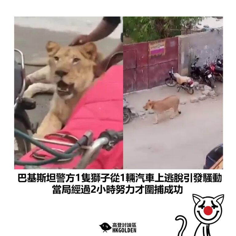 【巴基斯坦警方1隻獅子從1輛汽車上逃脫引發騷動 當局經過2小時努力才圍捕成功】