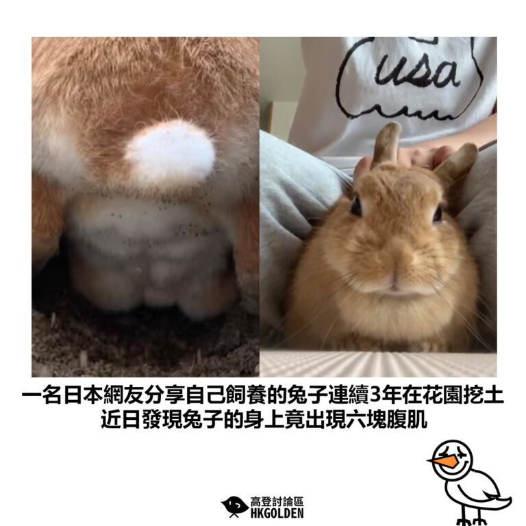 【一名日本網友分享自己飼養的兔子連續3年在花園挖土 近日發現兔子的身上竟出現六塊腹肌】