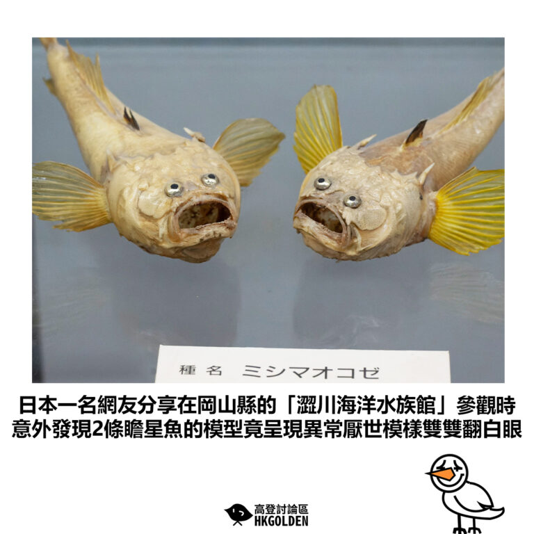 【日本一名網友分享在岡山縣的「澀川海洋水族館」參觀時 意外發現2條瞻星魚的模型竟呈現異常厭世模樣雙雙翻白眼】