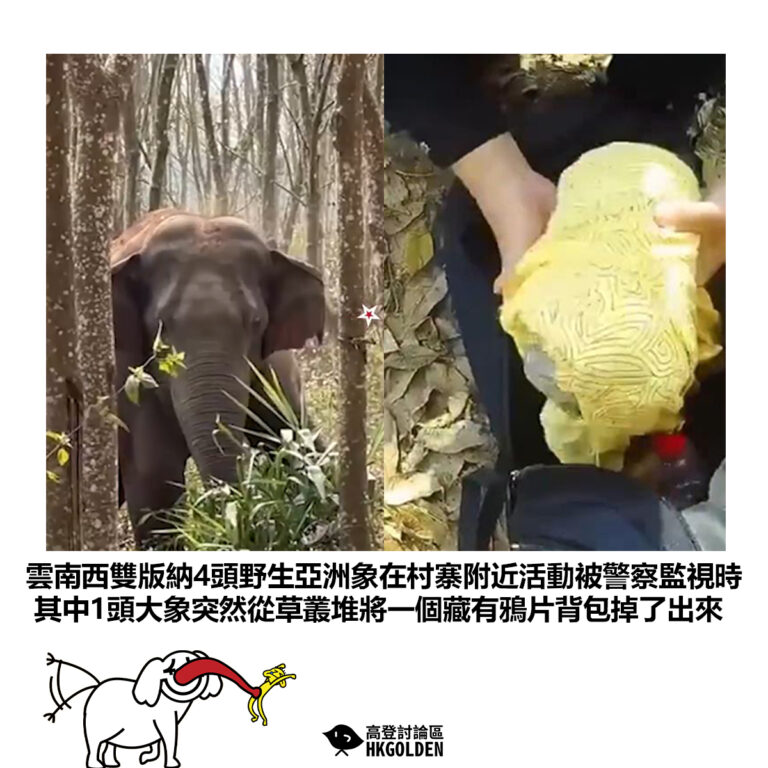 【雲南西雙版納4頭野生亞洲象在村寨附近活動被警察監視時 其中1頭大象突然從草叢堆將一個藏有鴉片背包掉了出來】