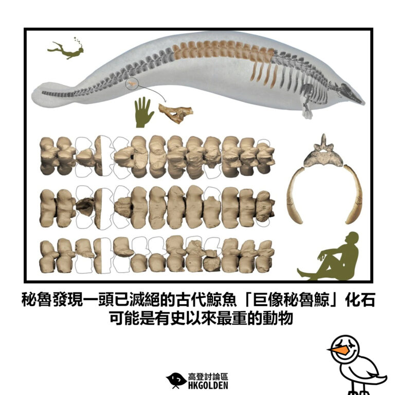 【秘魯發現一頭已滅絕的古代鯨魚「巨像秘魯鯨」 化石 可能是有史以來最重的動物】