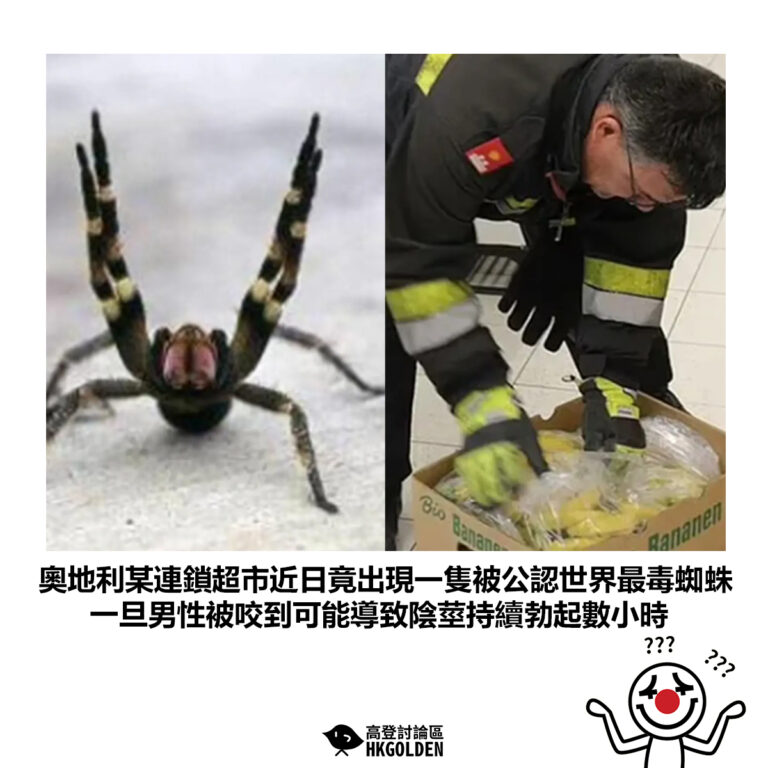 【奧地利某連鎖超市近日竟出現一隻被公認世界最毒蜘蛛 一旦男性被咬到可能導致陰莖持續勃起數小時】