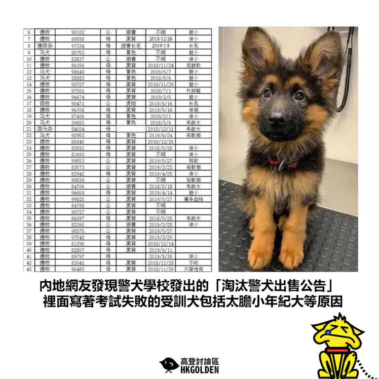 【內地網友發現警犬學校發出的「淘汰警犬出售公告」 裡面寫著考試失敗的受訓犬包括太膽小年紀大等原因】