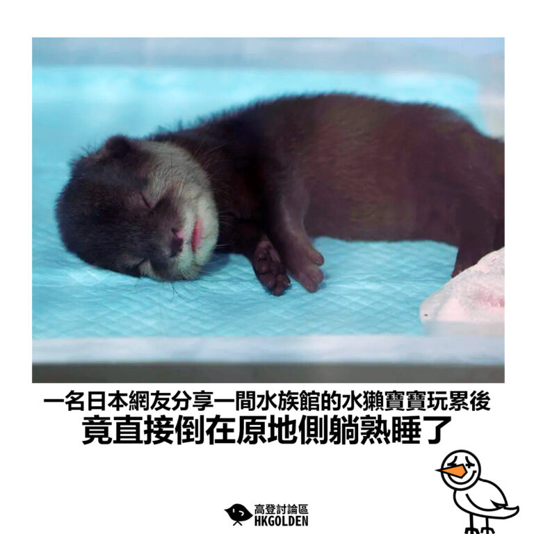 【一名日本網友分享一間水族館的水獺寶寶玩累後 竟直接倒在原地側躺熟睡了】
