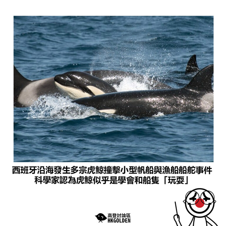 【西班牙沿海發生多宗虎鯨撞擊小型帆船與漁船船舵事件 科學家認為虎鯨似乎是學會和船隻「玩耍」】