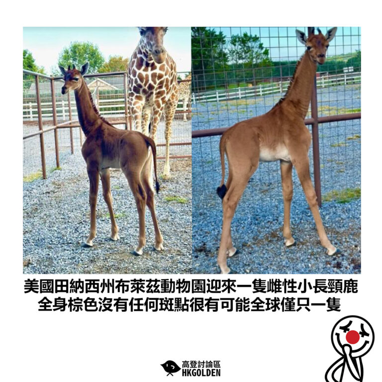 【美國田納西州布萊茲動物園迎來一隻雌性小長頸鹿 全身棕色沒有任何斑點很有可能全球僅只一隻】