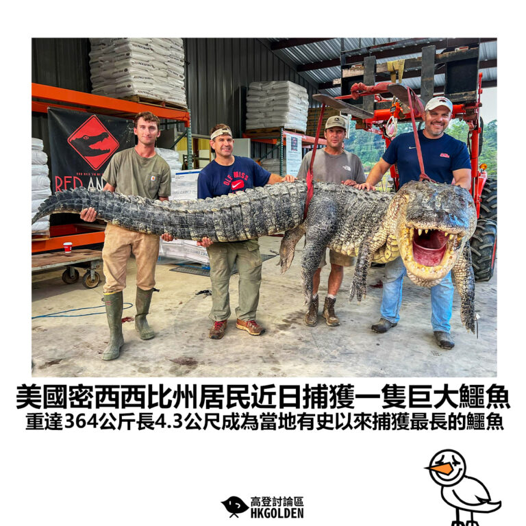 【美國密西西比州居民近日捕獲一隻巨大鱷魚  重達364公斤長4.3公尺成為當地有史以來捕獲最長的鱷魚】