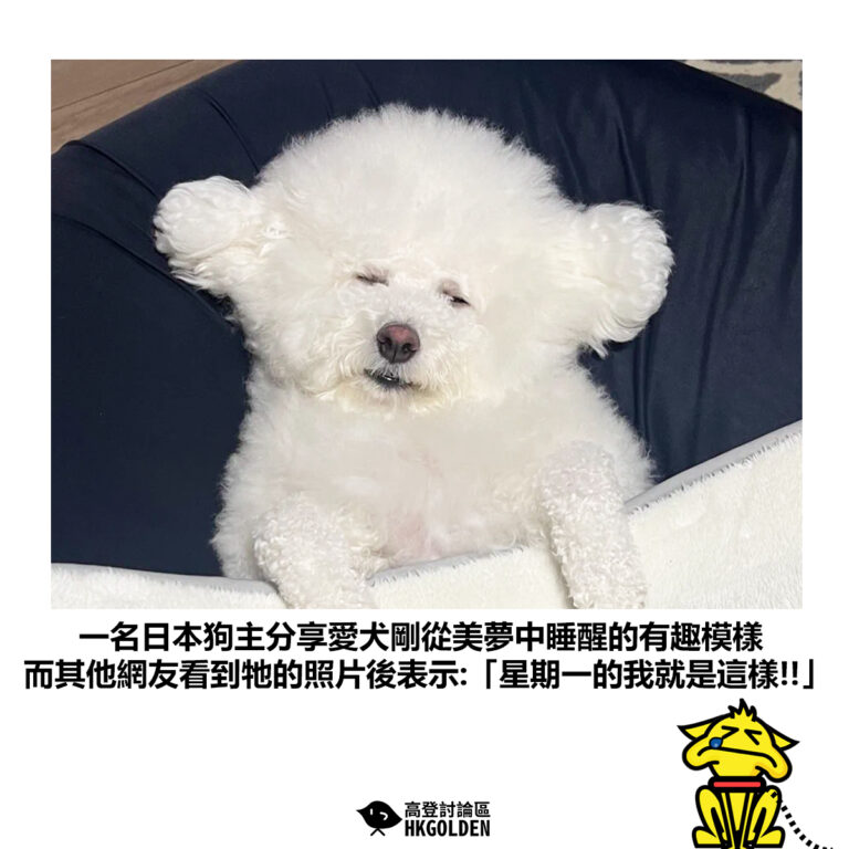 【一名日本狗主分享愛犬剛從美夢中睡醒的有趣模樣 而其他網友看到牠的照片後表示:「星期一的我就是這樣!!」】