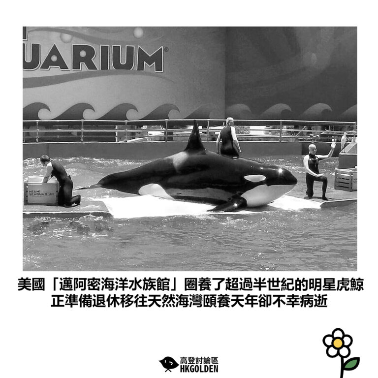 【美國「邁阿密海洋水族館」圈養了超過半世紀的明星虎鯨 正準備退休移往天然海灣頤養天年卻不幸病逝】
