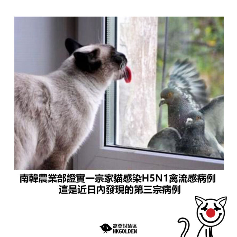 【南韓農業部證實一宗家貓感染H5N1禽流感病例 這是近日內發現的第三宗病例】