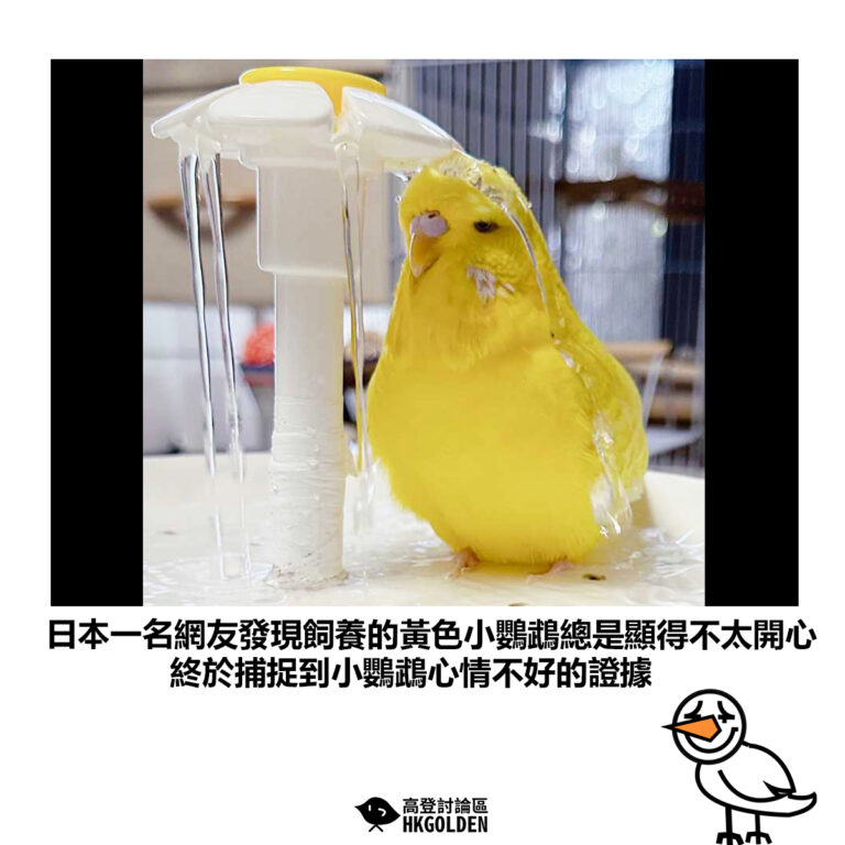 【日本一名網友發現飼養的黃色小鸚鵡總是顯得不太開心 終於捕捉到小鸚鵡心情不好的鐵證】