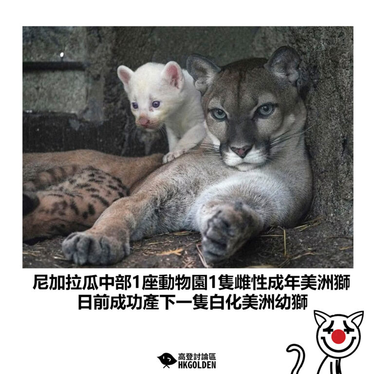 【尼加拉瓜中部1座動物園1隻雌性成年美洲獅 日前成功產下一隻白化美洲幼獅】