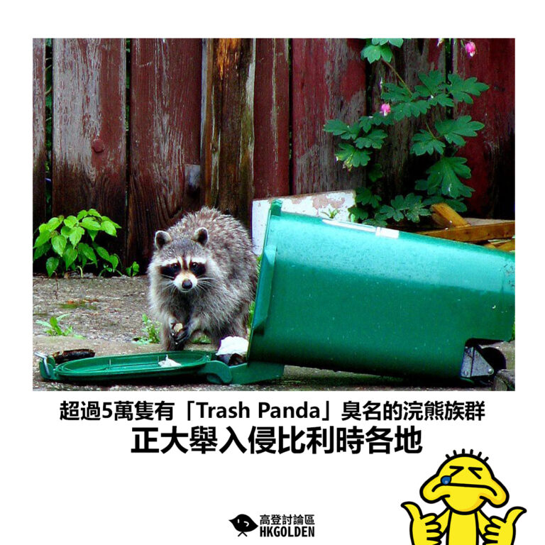【超過5萬隻有「Trash Panda」臭名的浣熊族群  正大舉入侵比利時各地】