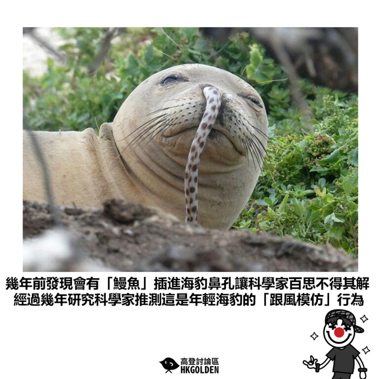【幾年前發現會有「鰻魚」插進海豹鼻孔讓科學家百思不得其解 經過幾年研究科學家推測這是年輕海豹的「跟風模仿」行為】