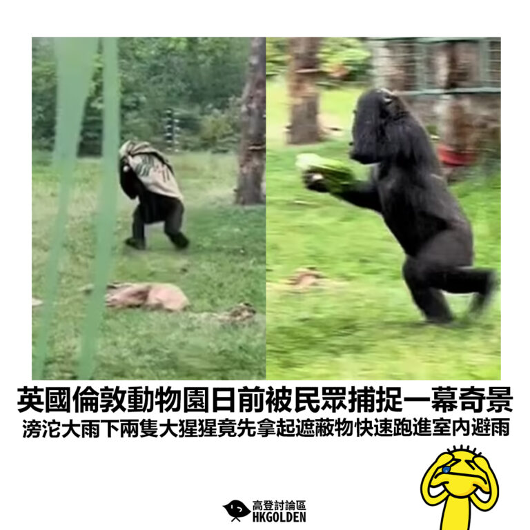 【英國倫敦動物園日前被民眾捕捉一幕奇景 滂沱大雨下兩隻大猩猩竟先拿起遮蔽物快速跑進室內避雨】