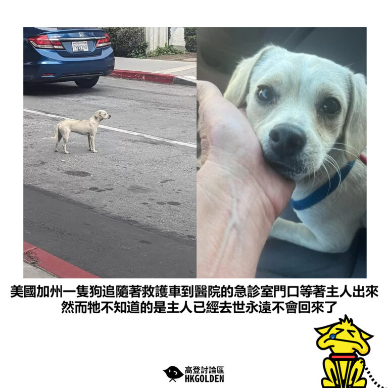 【美國加州一隻狗追隨著救護車到醫院的急診室門口等著主人出來然而牠不知道的是主人已經去世永遠不會回來了】
