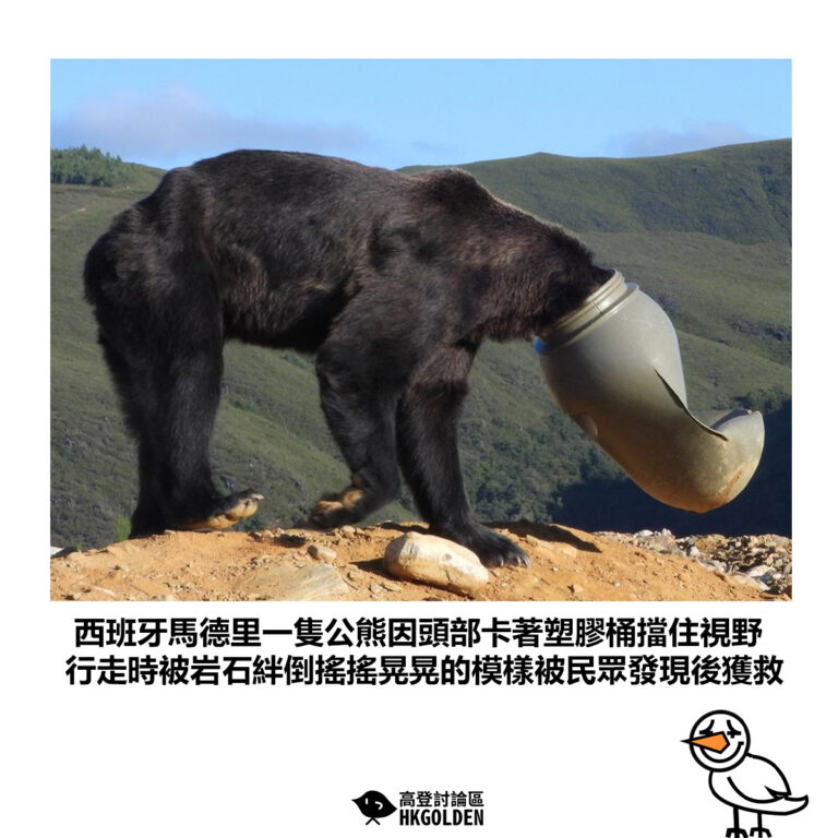 【西班牙馬德里一隻公熊因頭部卡著塑膠桶擋住視野 行走時被岩石絆倒搖搖晃晃的模樣被民眾發現獲救】