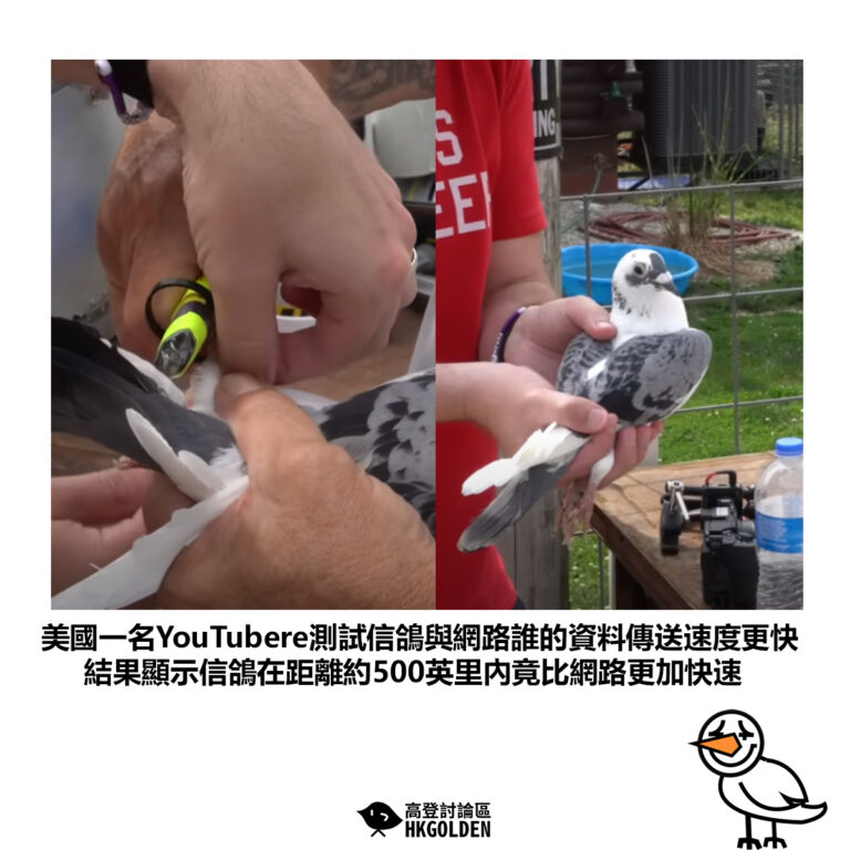 【美國一名YouTubere測試信鴿與網路誰的資料傳送速度更快 結果顯示信鴿在距離約500英里內竟比網路更加快速】